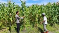 Polsek Jabon Pantau Perkembangan Tanaman Jagung di Tambak Kalisogo, Perkuat Ketahanan Pangan