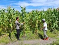 Polsek Jabon Pantau Perkembangan Tanaman Jagung di Tambak Kalisogo, Perkuat Ketahanan Pangan