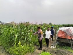 Bhabinkamtibmas Desa Gamping Pantau Pertumbuhan Jagung, Dukung Program Ketahanan Pangan