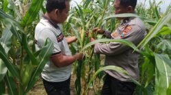 Polsek Tulangan Cek Tanaman Jagung di Desa Kemantren, Wujudkan Swasembada Pangan