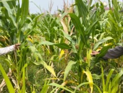 Polsek Tulangan Dukung Ketahanan Pangan, Tinjau Perkembangan Lahan Jagung di Desa Kajeksan