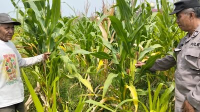 Polsek Tulangan Dukung Ketahanan Pangan, Tinjau Perkembangan Lahan Jagung di Desa Kajeksan