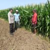 Polisi Pantau Perkembangan Tanaman Jagung, Dukung Program Ketahanan Pangan