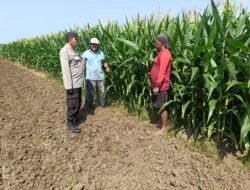 Polisi Pantau Perkembangan Tanaman Jagung, Dukung Program Ketahanan Pangan