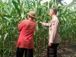 Dukung Ketahanan Pangan Bhabinkamtibmas Desa Sukorejo Bersama Gapoktan Cek Tanaman Jagung
