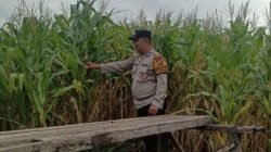 Bhabinkamtibmas Polsek Candi Pantau Pertumbuhan Jagung, Dukung Program Ketahanan Pangan