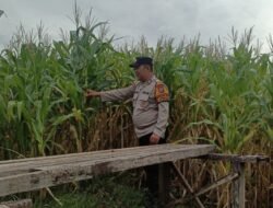 Bhabinkamtibmas Polsek Candi Pantau Pertumbuhan Jagung, Dukung Program Ketahanan Pangan