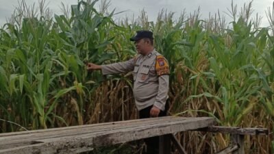 Bhabinkamtibmas Polsek Candi Pantau Pertumbuhan Jagung, Dukung Program Ketahanan Pangan