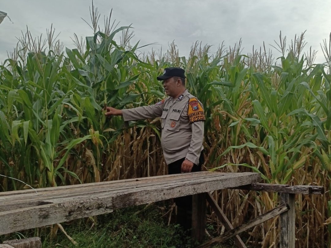 Bhabinkamtibmas Polsek Candi Pantau Pertumbuhan Jagung, Dukung Program Ketahanan Pangan