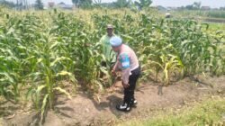 Polisi Turun ke Ladang Jagung, Wujud Nyata Dukungan Ketahanan Pangan di Desa Gamping