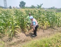 Polisi Turun ke Ladang Jagung, Wujud Nyata Dukungan Ketahanan Pangan di Desa Gamping