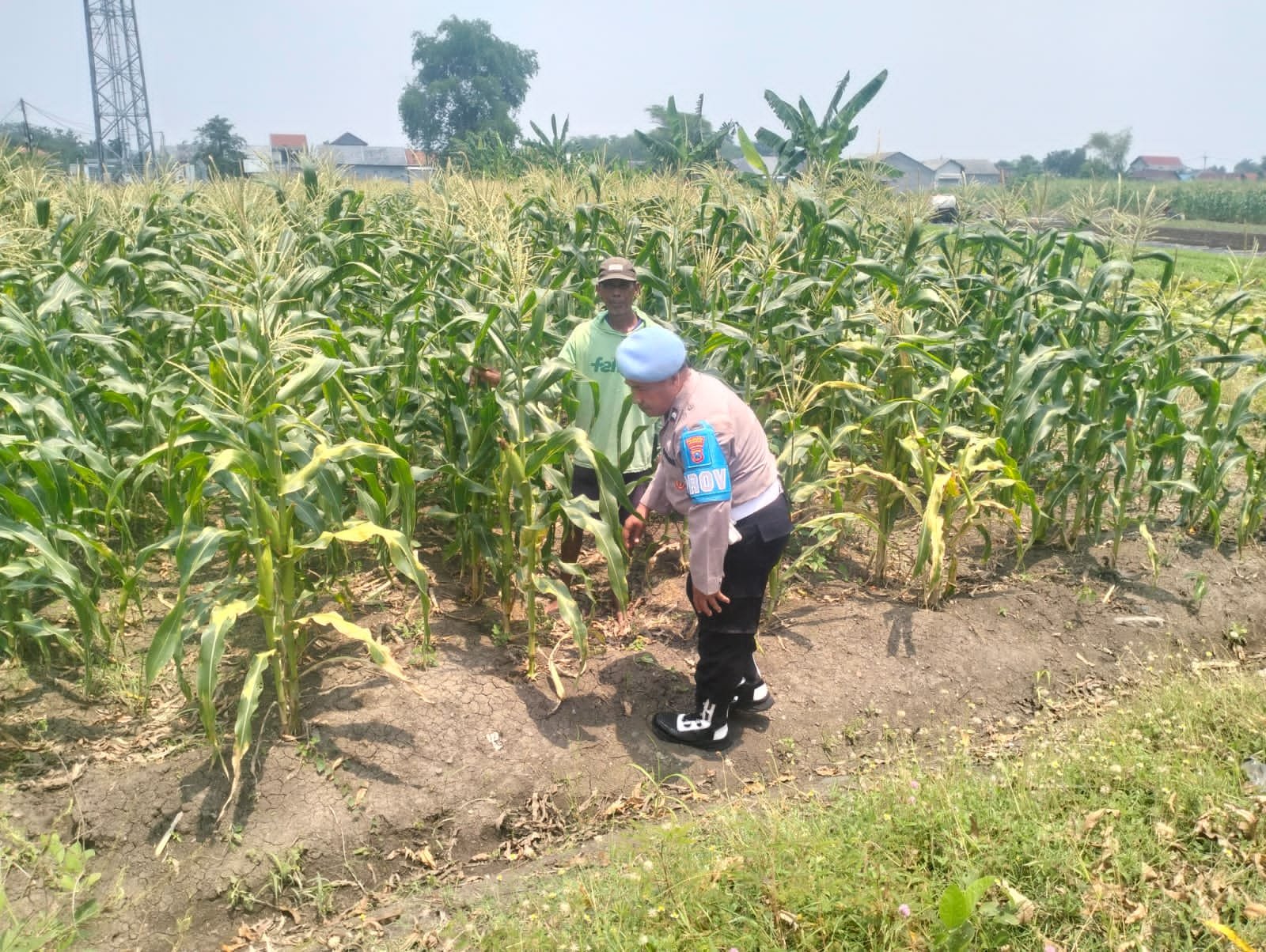 Polisi Turun ke Ladang Jagung, Wujud Nyata Dukungan Ketahanan Pangan di Desa Gamping