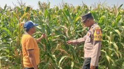 Jalin Kedekatan dengan Petani, Anggota Polsek Tarik Patroli dan Pantau Lahan Jagung untuk Ketahanan Pangan
