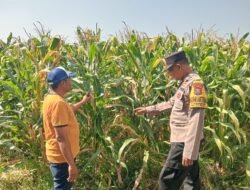 Jalin Kedekatan dengan Petani, Anggota Polsek Tarik Patroli dan Pantau Lahan Jagung untuk Ketahanan Pangan