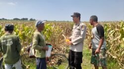 Kapolsek Prambon Masifkan Bhabinkamtibmas Sambang Petani, Guna Dongkrak Swasembada Pangan