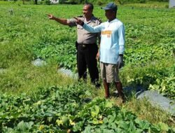 Polsek Tanggulangin Dukung Ketahanan Pangan, Tinjau Lokasi Rencana Tanam Jagung Hibrida di Kedensari