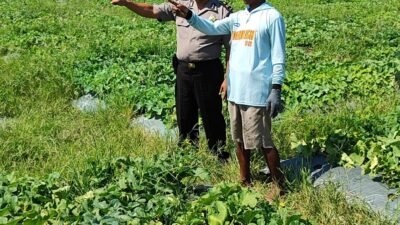 Polsek Tanggulangin Dukung Ketahanan Pangan, Tinjau Lokasi Rencana Tanam Jagung Hibrida di Kedensari