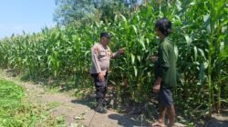 Dukung Ketahanan Pangan, Polsek Candi Pantau Perkembangan Lahan Jagung