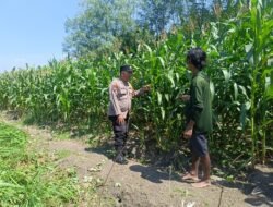Dukung Ketahanan Pangan, Polsek Candi Pantau Perkembangan Lahan Jagung