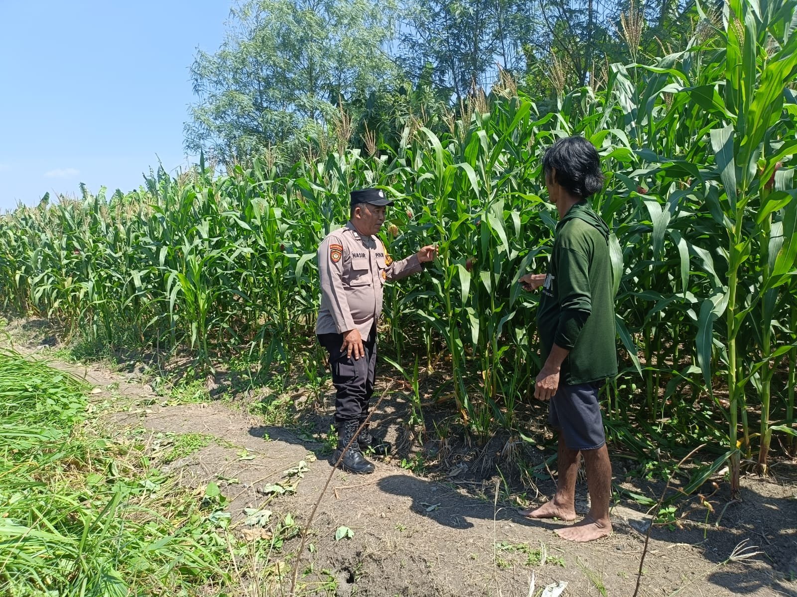 Dukung Ketahanan Pangan, Polsek Candi Pantau Perkembangan Lahan Jagung