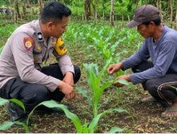 Polresta Sidoarjo Gelorakan Swasembada Pangan Dampingi Warga Tani Kelola Jagung