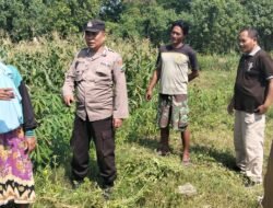 Polisi dan Petani Kelola Tanaman Jagung di Desa Kemantren, Untuk Peningkatan Swasembada Pangan