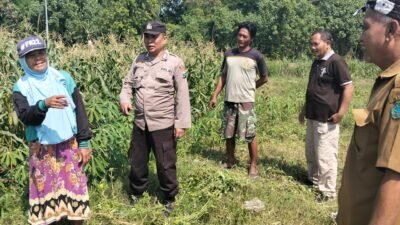 Polisi dan Petani Kelola Tanaman Jagung di Desa Kemantren, Untuk Peningkatan Swasembada Pangan