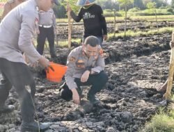 Kapolsek Wonoayu bersama Gapoktan Tanam Jagung Kuartal II, Dukung Swasembada Pangan Nasional