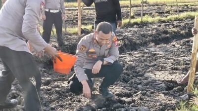 Kapolsek Wonoayu bersama Gapoktan Tanam Jagung Kuartal II, Dukung Swasembada Pangan Nasional