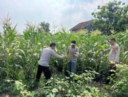 Polsek Krembung Intensif Dampingi Petani Jagung, Dukung Program Ketahanan Pangan Nasional