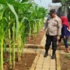 Polresta Sidoarjo Gelorakan Swasembada Pangan Dampingi Warga Tani Kelola Jagung