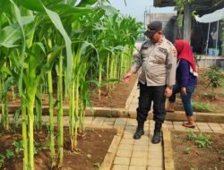 Polresta Sidoarjo Gelorakan Swasembada Pangan Dampingi Warga Tani Kelola Jagung