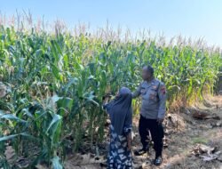 Jelang Panen, Polisi Pantau Tanaman Jagung Petani Binaan di Desa Bulang Prambon