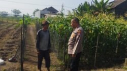 Polsek Sedati Dampingi Perawatan Jagung di Pekarangan Warga Desa Buncitan
