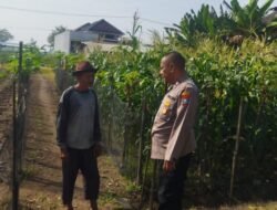 Polsek Sedati Dampingi Perawatan Jagung di Pekarangan Warga Desa Buncitan