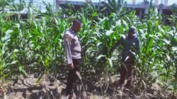 Tingkatkan Swasembada Pangan, Polsek Sedati Dampingi Pengembangan Lahan Jagung
