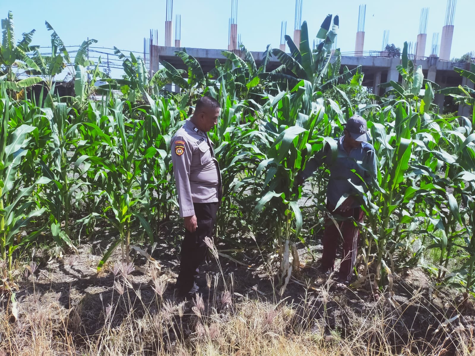 Tingkatkan Swasembada Pangan, Polsek Sedati Dampingi Pengembangan Lahan Jagung