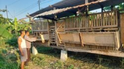 Bhabinkamtibmas Bangil Pantau Budidaya Ternak Kambing di Latek, Dukung Program P2B Asta Cita