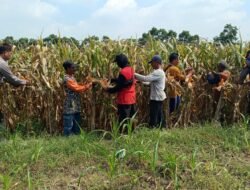 Polisi dan Petani di Balongbendo Kompak Wujudkan Swasembada Pangan Lewat Panen Jagung Hibrida
