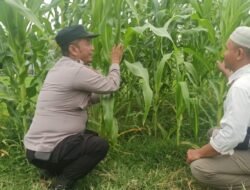 Polsek Tanggulangin Dukung Ketahanan Pangan, Sambangi Kebun Jagung Hibrida di Desa Ketegan
