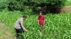 Polsek Jabon Dampingi Petani Kelola Lahan Jagung, Wujud Nyata Dukung Swasembada Pangan Nasional