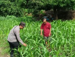 Polsek Jabon Dampingi Petani Kelola Lahan Jagung, Wujud Nyata Dukung Swasembada Pangan Nasional