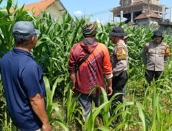 Polsek Balongbendo Perkuat Swasembada Pangan Nasional Bersama Petani