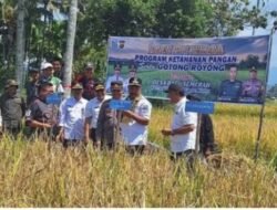 Bupati Monadi Panen Padi Perdana dan Gotong Royong Bersama warga Desa Baru Semerah