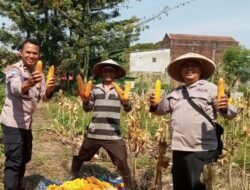 Perkuat Ketahanan Pangan, POLSEK Blimbing Bersama Poktan Tani Asri Tingkatkan Kesejahteraan Petani