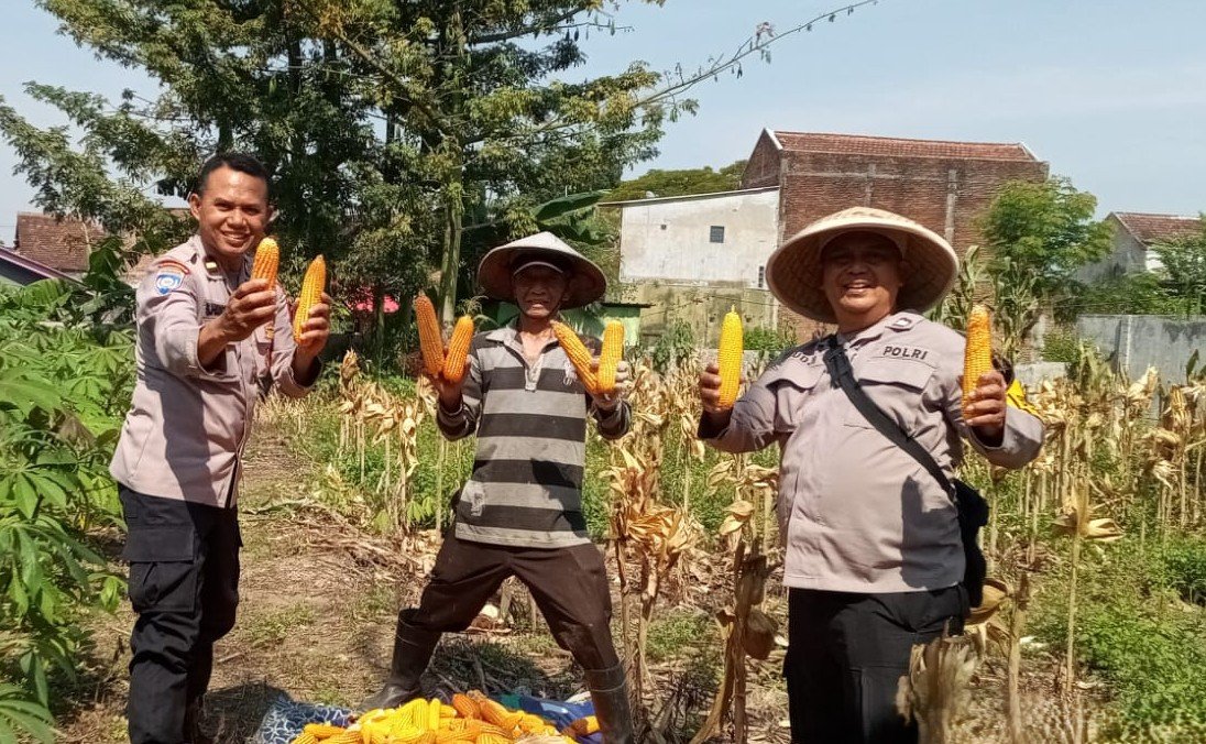 Perkuat Ketahanan Pangan, POLSEK Blimbing Bersama Poktan Tani Asri Tingkatkan Kesejahteraan Petani