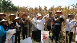 Wali Kota Agustina Apresiasi GP Ansor, Panen Raya Jagung Jadi Bukti Pemuda Mampu Perkuat Ketahanan Pangan