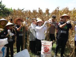 Wali Kota Agustina Apresiasi GP Ansor, Panen Raya Jagung Jadi Bukti Pemuda Mampu Perkuat Ketahanan Pangan