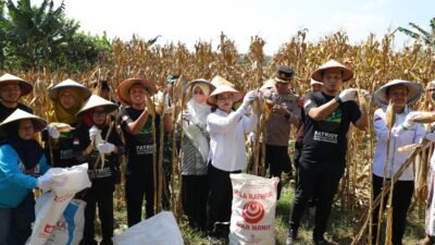 Wali Kota Agustina Apresiasi GP Ansor, Panen Raya Jagung Jadi Bukti Pemuda Mampu Perkuat Ketahanan Pangan