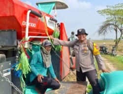 Panen Raya Penuh Berkah, Mas Bhabin Membaur di Sawah, Petani Nikmati Hasil Melimpah dan Harga Gabah Tinggi